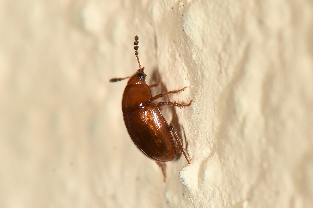 Leiodidae: Leiodes longipes (W.L.E. Schmidt, 1841) (cf)